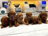 2 Aylık Minicik Toy Poodle Bebekler