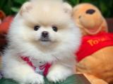 @yavrupatiler den minik beyaz prensesimz minty /pomeranian boo