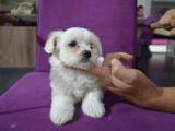 Minik ve hep minik kalacak Maltese Terrier yavrular