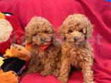 BEBEK SURAT TOY POODLE YAVRULARIMIZ 