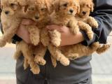 Safkan toy poodle apricot bebeklerimiz