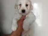 Saf Maltese Terrier Yavruları