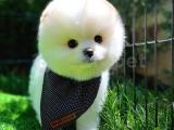 Irk ve sağlık garantili pomeranian boo yavrularımız