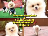 0,50 Mikro KÜT Burun TEDDYFACE Ödül Adayı 3A PLUS Safkan Boo Pomeranian