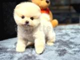 Birbirinden Tatlı Pomeranian Boo Yavrularımız