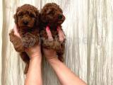 Toy poodle yavruları mama malzeme kampanya
