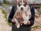 SİBİRYA KURDU HUSKY YAVRULARIMIZ