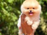 Yeni gelen tedybear pomeranian yavrularımız