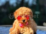 SAFKAN RED TOY POODLE YAVRULAR