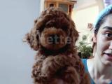 Efsane red brown toy poodle yavru 