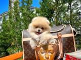 Mini boy teddy face yarışma düzeyi Boo Pomeranian yavrumuz 