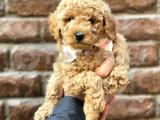 Tüy dökmeyen koku yapmayan red brown kızıl renk toy poodle 