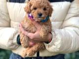 ÇİFTLİĞİMİZDEN ORJİNAL POODLE BEBEKLER