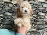 Veteriner hekim onaylı ırk ve sağlık garantili toy poodle