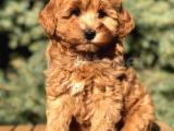 Red Brown Maltıpoo