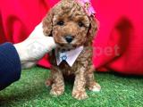 TOY POODLE YAVRULARI