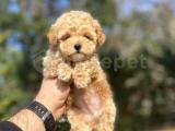 BEBEK SURATLI TOY POODLE YAVR