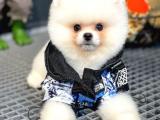 YAVRU PATİLER GÜVENCESİ İLE TEDDY BEAR POMERANİAN BOO 