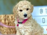 HER RENK VE CİNSİYET TOY POODLE BEBEKLER