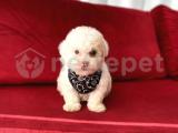 Sevimli Maltipoo Yavrumuz