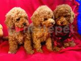 BEBEK SURAT TOY POODLE YAVRULAR WC EĞİTİMLİ