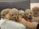 A KALİTE APRİCOT TOY POODLE YAVRULAR 