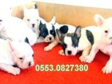 FRENCH BULLDOG YAVRULAR ZMİR iletişim:0553.0827380