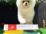 Ayı Surat Pomeranian Boo Yavrularımız 