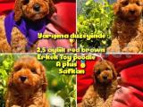 Orjinal renk Safkan Red Brown Toy poodle Oğlumuz Coffe @yavrupatiler