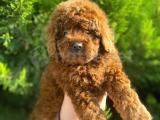 KORE KANI RED BROWN TOY POODLE BEBEĞİMİZ 