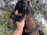 Phantom özel renk toy poodle erkek bebeğimiz