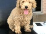 3 AYLIK ERKEK APRİCOT POODLE YAVRUMUZ