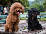 Siyah black toy poodle erkek yavrumuz