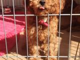 MUHTEŞEM TOY POODLE EV ÜRETİMİ BEBEKLER 