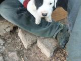 Dogo Argentino yavru köpek