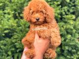 Sevimli red toy poodle erkek bebek @catboyssss da