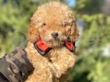 MICRO CHİPLİ PASAPORTLU TOY POODLE BEBEKLER 