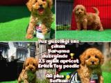 Yarışma Adayı nadir Apricot Safkan Toy poodle oğlumuz@yavrupatiler 