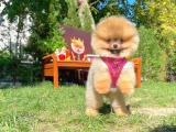 Fci Secereli safkan Pomeranian boo yavrumuz 