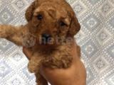 SAFKAN TOY POODLE BEBEKLER