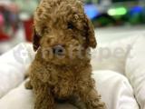 Toy-Poodle 