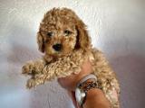 BEBEK SURAT SAFKAN TOY POODLE YAVRULARIMIZ DİŞİ/ERKEK