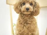 5 aylık Erkek Eğitimli Toy Poodle Yavrular 