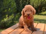 TOY POODLE YAVRULARIMİZ