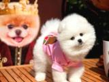 Güzeller güzeli Pomeranian Boo yavrumuz