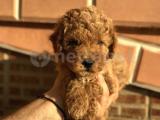 SAFKAN ERKEK RED TOY POODLE YAVRUMUZ 