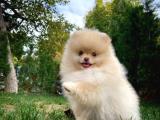 TEDDY BEAR POMERANİAN BOO PABLO 