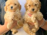 MİNİ APRİCOT TOY POODLE YAVRULAR