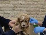 Poodle ayarında kıvır kıvır maltipoo