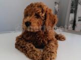 Toy poodle yavrularımızın 52.günü